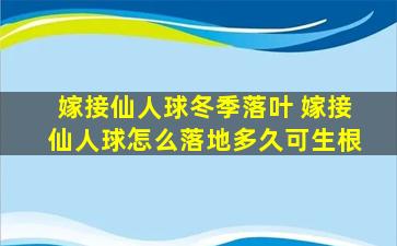 嫁接仙人球冬季落叶 嫁接仙人球怎么落地多久可生根